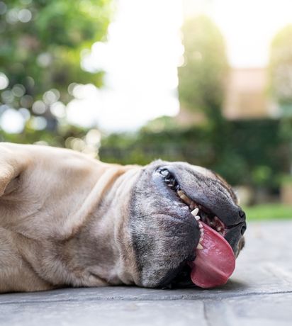 Is It Just the Heat—or Something More? When to Call the Vet
